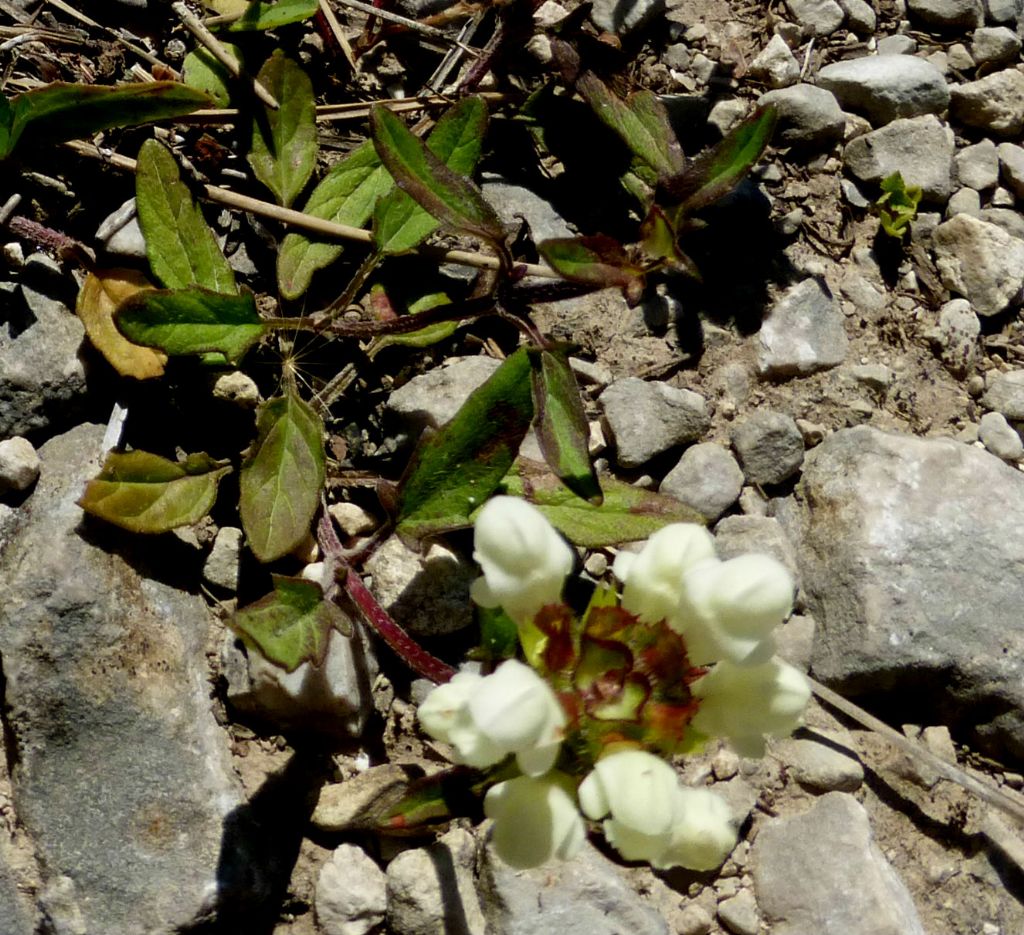 Prunella laciniata?